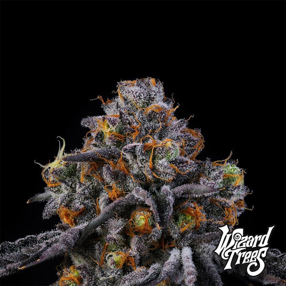 11:11 - House of Seeds