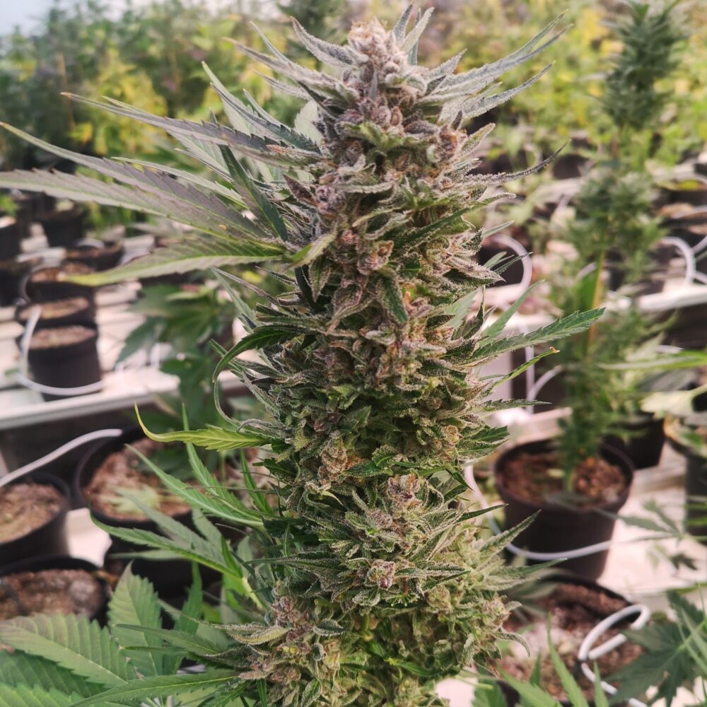 AK-47 - Cannabissorte