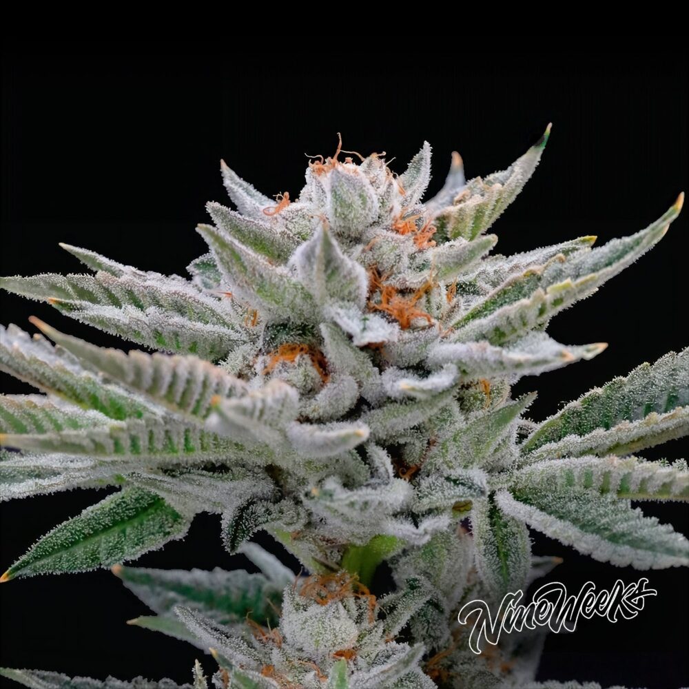 Ambrosia - House of Seeds