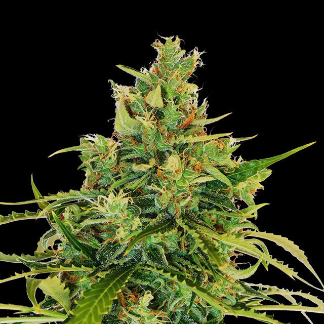 Amnesi-K Lemon - Cannabissorte