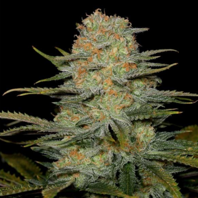 Amnesia Sour Diesel - Cannabissorte