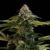 Amnesia White - Cannabissorte