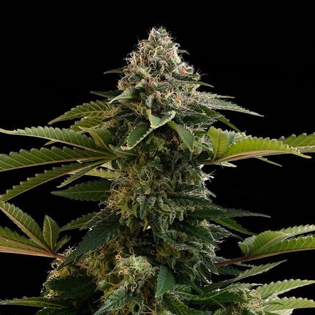 Amnesia White - Cannabissorte