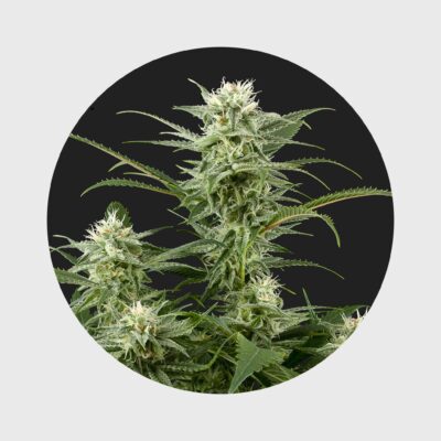 Amsterdams Finest Amnesia Haze 22% THC  full season - Flower Power