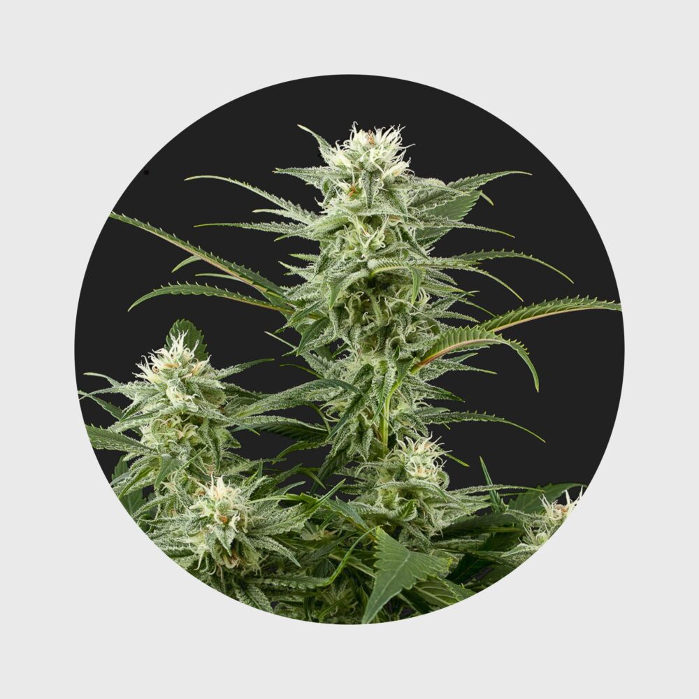Amsterdams Finest Amnesia Haze 22% THC full season - Happy420