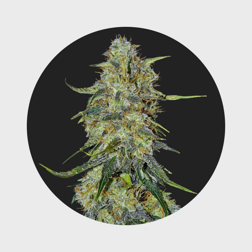 Amsterdams Finest Northern Lights 22% THC auto flowering - Happy420