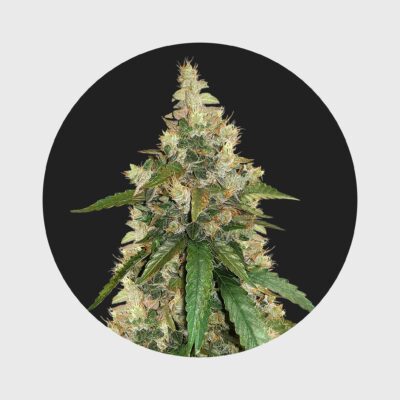 Amsterdams Finest Super Skunk 22% THC  auto flowering - Flower Power