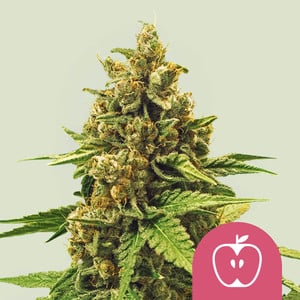 Apple Fritter - Cannabissorte
