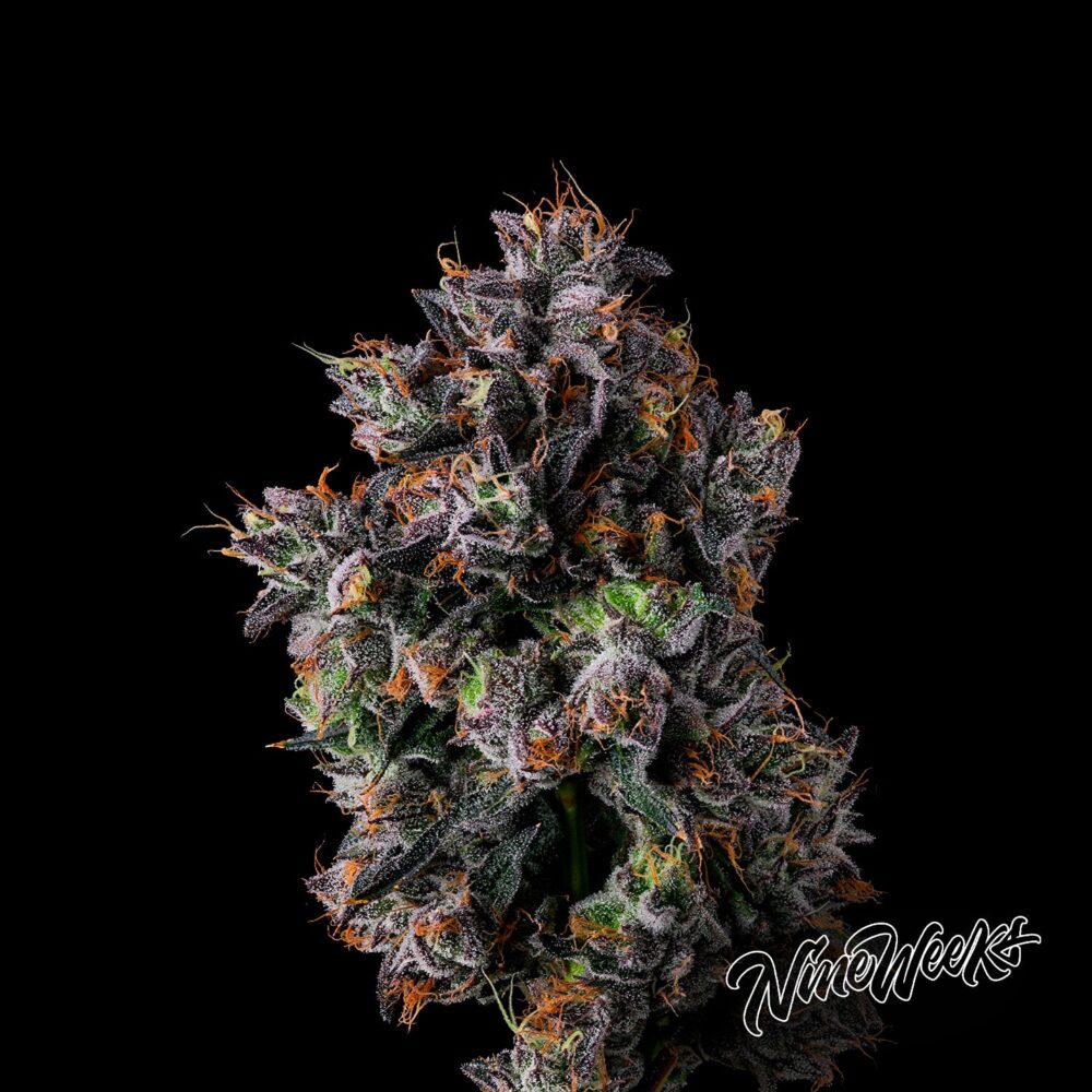 Azulcar - House of Seeds