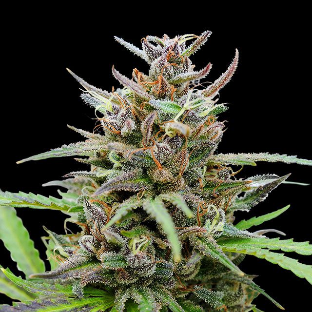 Baby Yoda - Cannabissorte