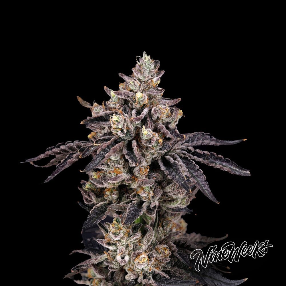 Bens & Cherry - House of Seeds