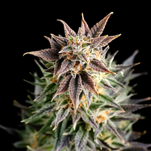 Big Band - Cannabissorte
