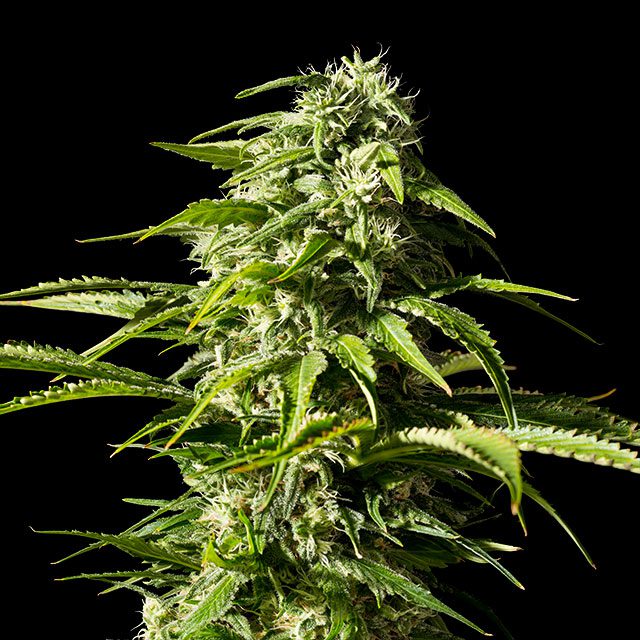Big Bull - Cannabissorte