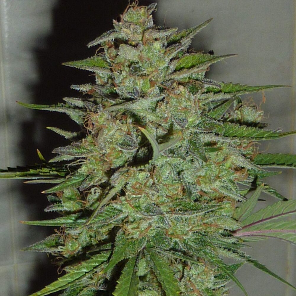 Blue Afghani - Cannabissorte