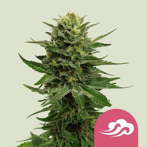 Blue Mystic - Cannabissorte