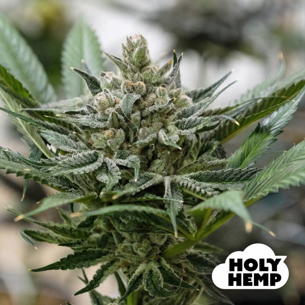 Blueberry Bubba - House of Seeds