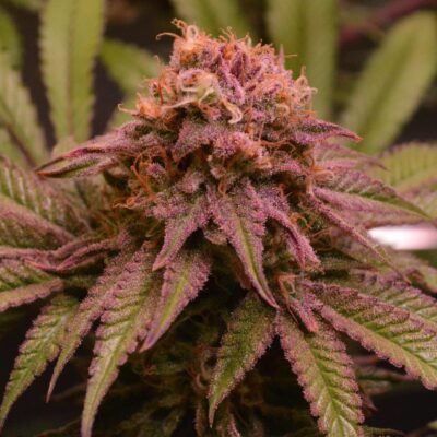 Blueberry AK - Cannabissorte