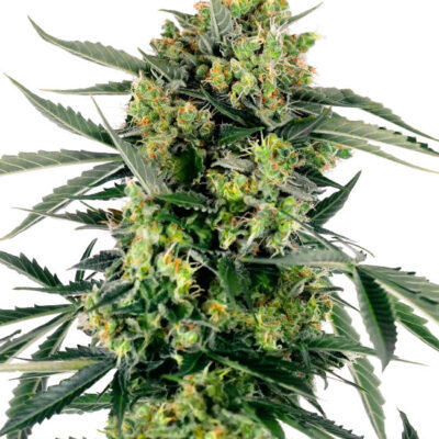 Blueberry Skittlez 040 Cannabis Samen - CBD 040