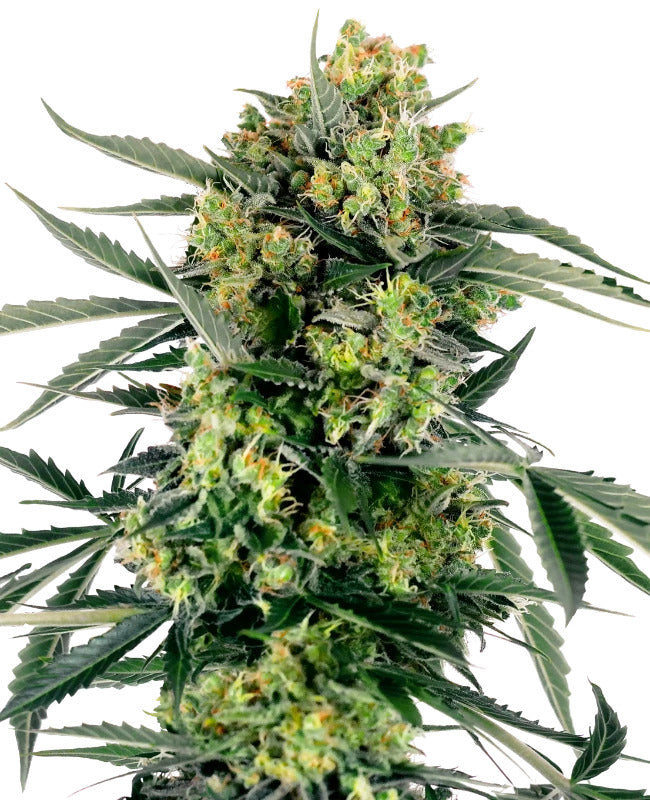 Blueberry Skittlez 040 Cannabis Samen - CBD 040