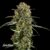 Bubba Kush - Cannabissorte