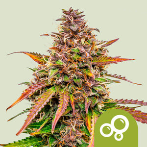 Bubble Kush Auto - Royal Queen Seeds