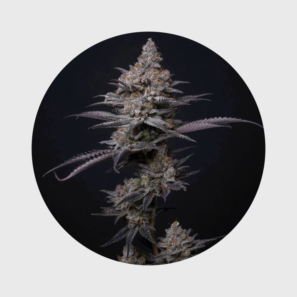 Cali Genetics Blueberry Bubba 21% THC  fast flowering - Flower Power