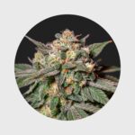 Cali Genetics Chocolate Mint OG 21,3% THC auto flowering