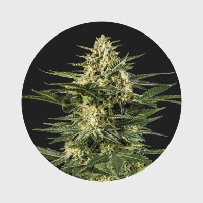 Cali Genetics Gelato #41 25% THC  full season - Flower Power