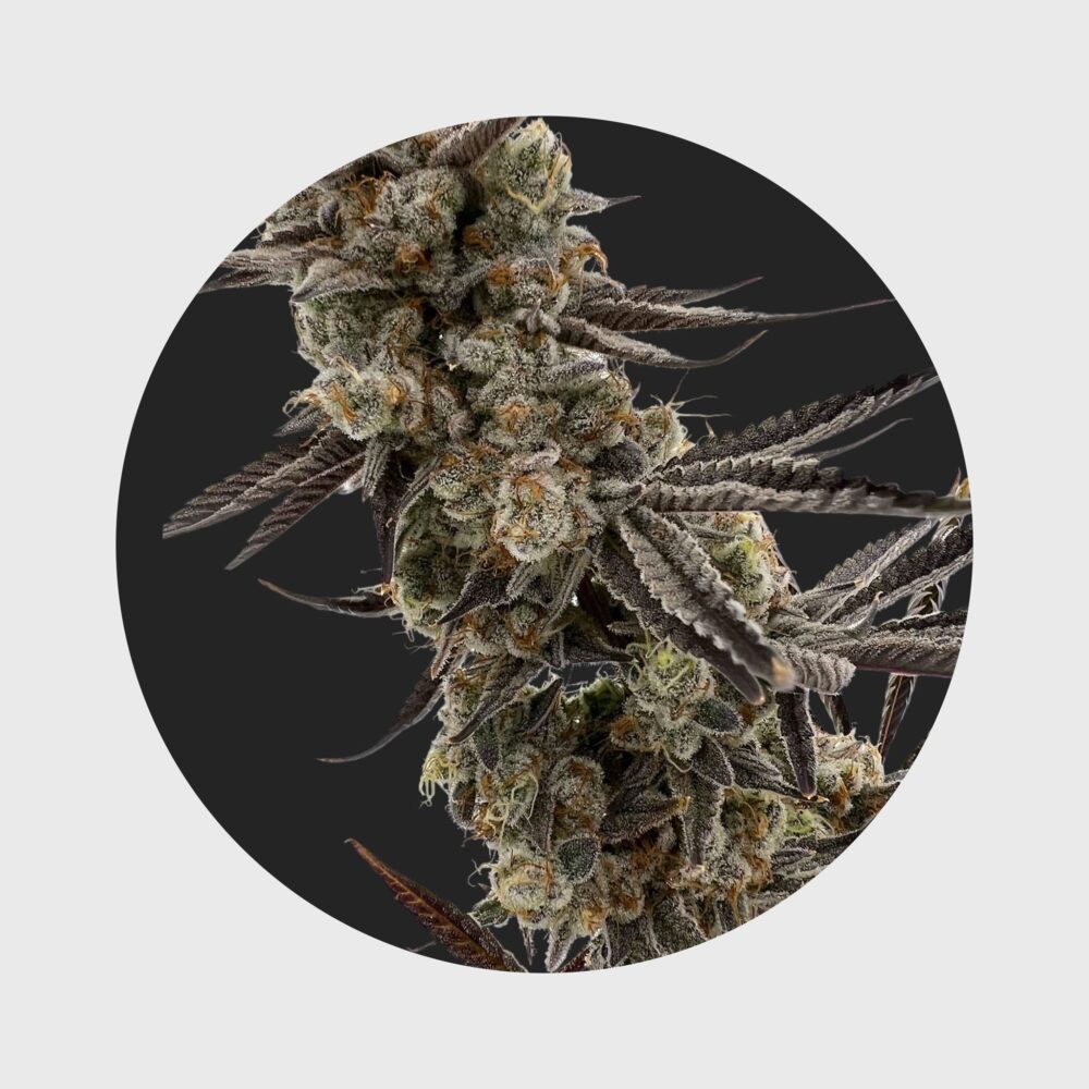 Cali Genetics GMO Rootbeer 33% THC fast flowering - Happy420