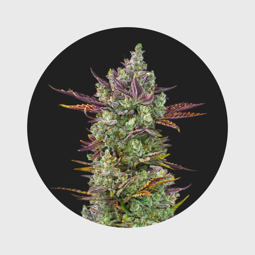 Cali Genetics Gorilla Glue #4 25% THC  full season - Flower Power