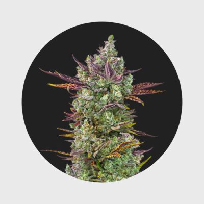 Cali Genetics Gorilla Glue #4 25% THC  full season - Flower Power