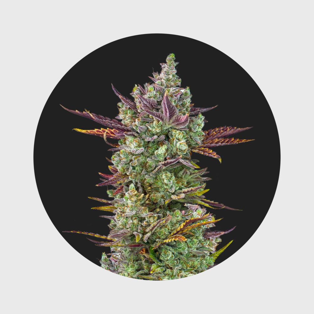 Cali Genetics Gorilla Glue 4 25% THC full season - Happy420