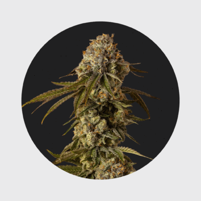 Cali Genetics Mango Smile 25% THC  auto flowering - Flower Power