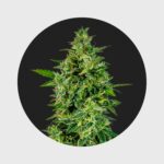 Cali Genetics OG Kush 23% THC  full season