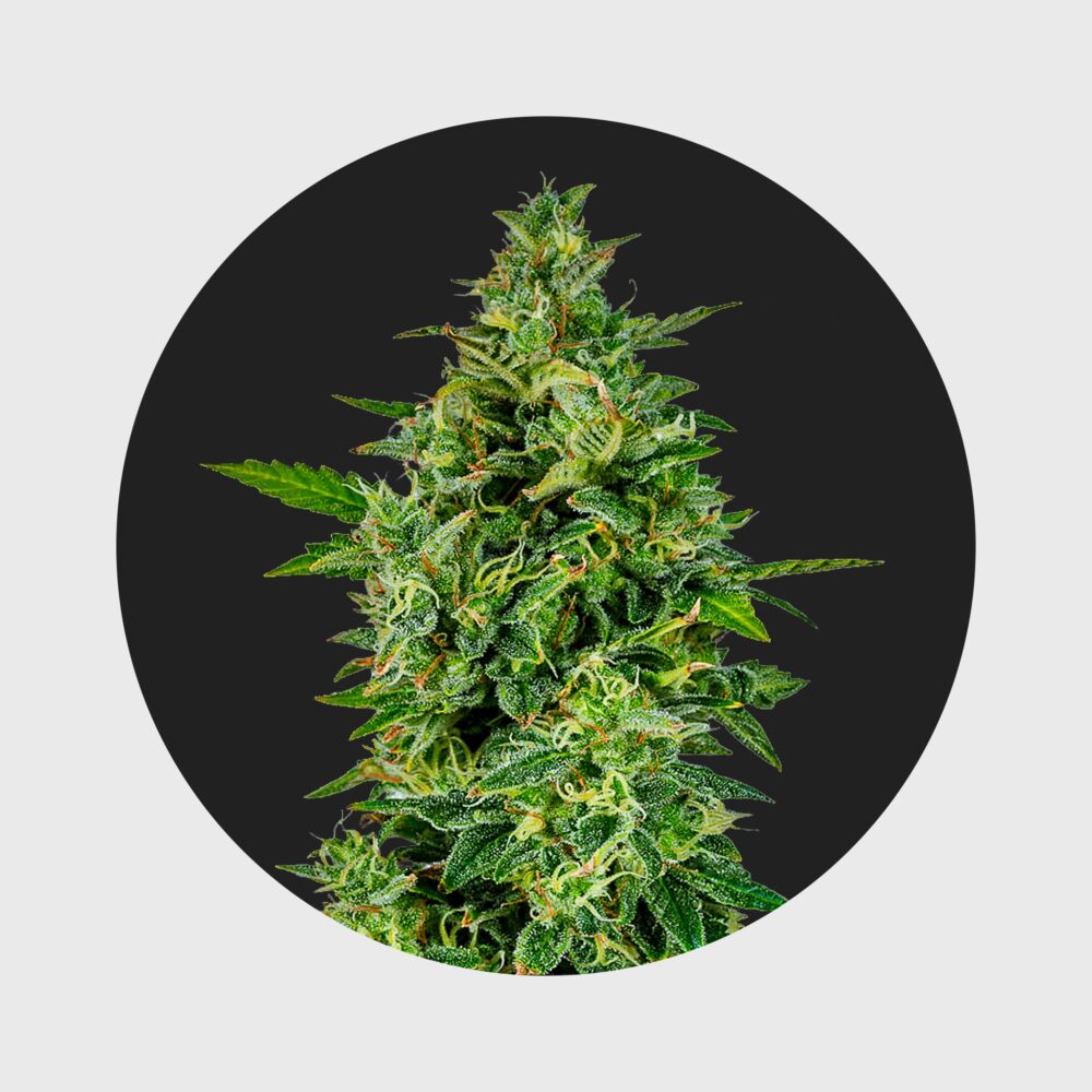 Cali Genetics OG Kush 23% THC full season - Happy420