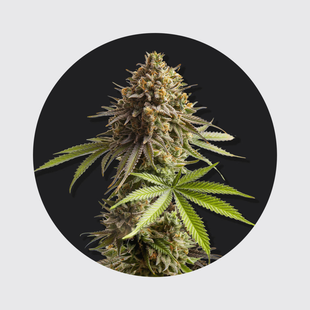 Cali Genetics Sour Diesel 24% THC auto flowering - Happy420