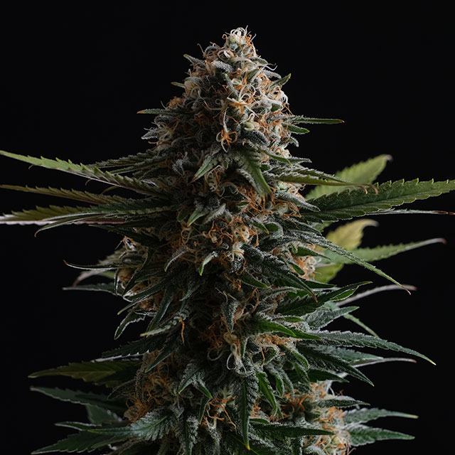 Candy Cream - Cannabissorte