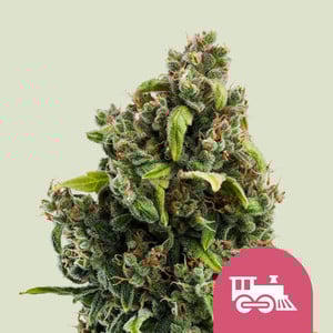 Candy Kush Express Fast Flowering - Royal Queen Seeds