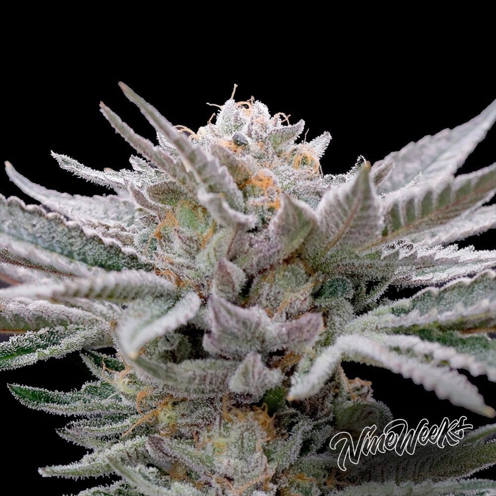 Candy Peach Pie - House of Seeds