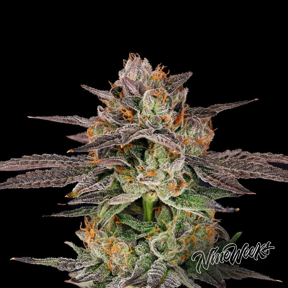 Candyqueso - House of Seeds