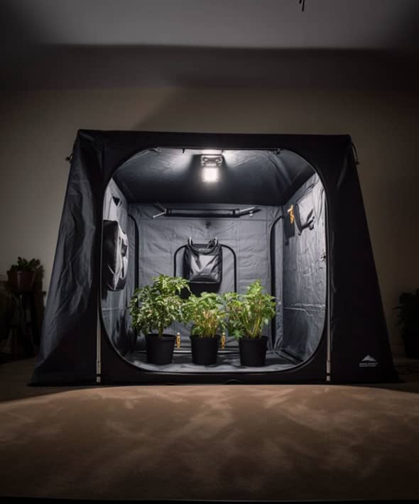 Alles, was du für den Cannabis-Anbau brauchst – Stecklinge und Equipment für Indoor und Outdoor