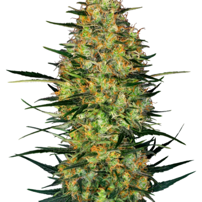 Caramellow Kush 040 Cannabis Samen Autoflowering Indica Samen - CBD 040