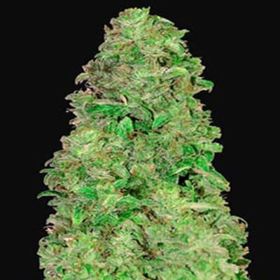 CBD Auto 20:1 - Autoflowering - Hanfgarten
