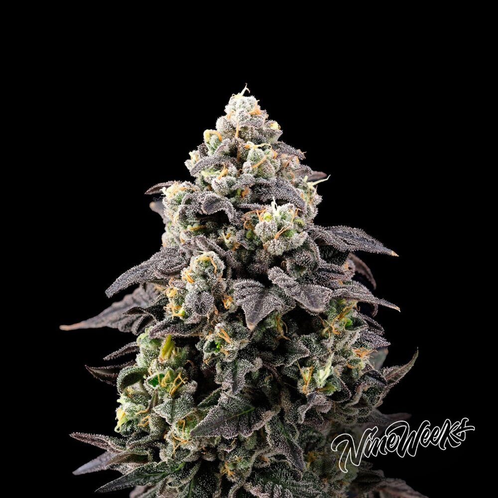 Cherry Banger - House of Seeds