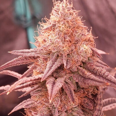 Cherry Runtz - Cannabissorte