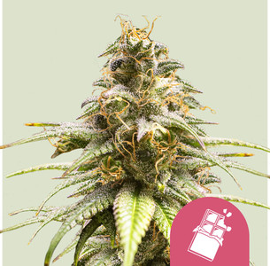 Chocolate OG - Cannabissorte
