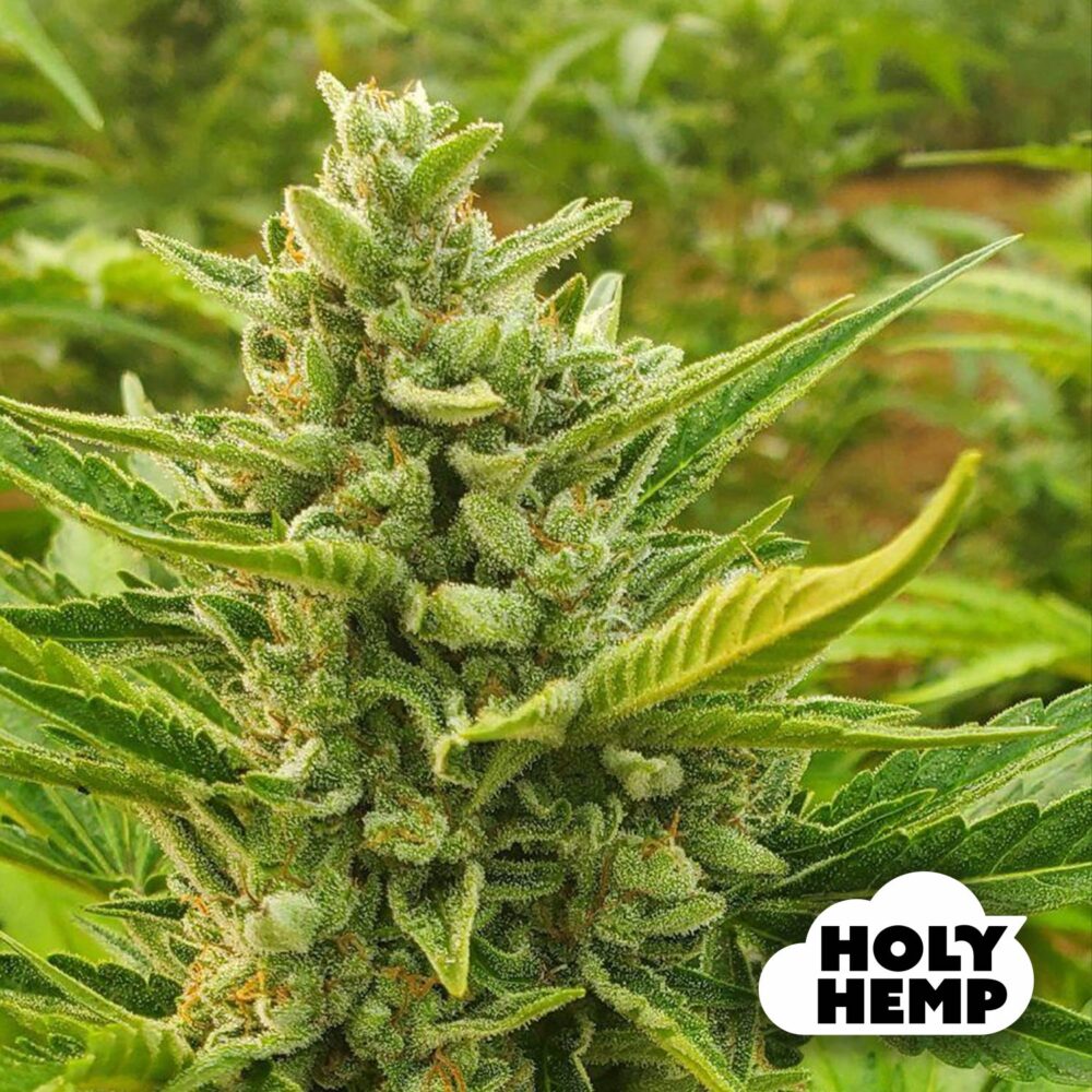 Chocolate Mint OG - House of Seeds