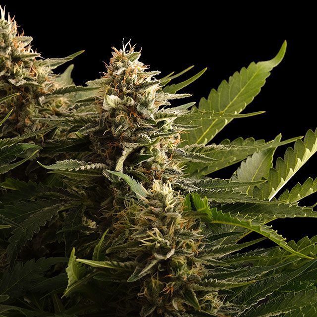 Colombian Jack - Cannabissorte