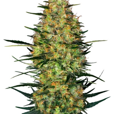 Cookies 040 Cannabis Samen Feminisierte Autoflowering Indica Samen für den Eigenanbau - CBD 040