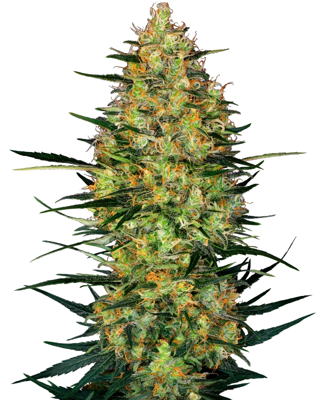 Cookies 040 Cannabis Samen Feminisierte Autoflowering Indica Samen für den Eigenanbau - CBD 040